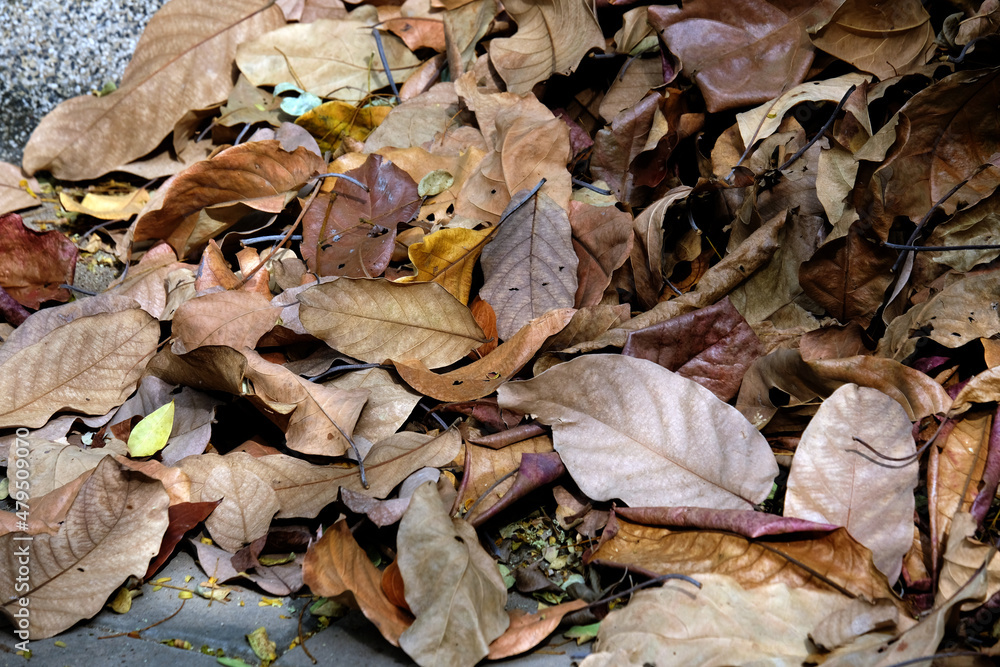 autumn leaves in the snow autumn leaves in the snow