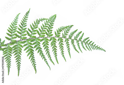 fern leaf isolated on white background