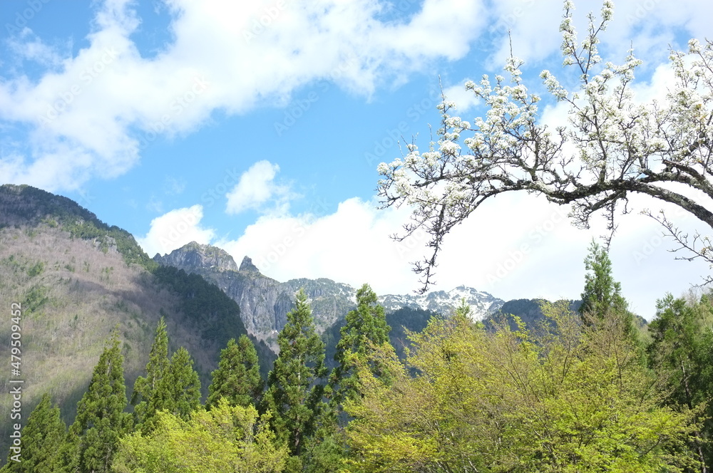 山桜と北アルプス山脈　奥飛騨からの風景