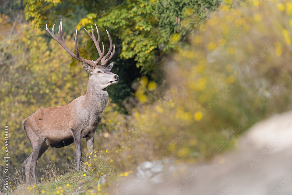Wrapped in the flowers, fine art portrait of red deer male among the yellow blooms (Cervus elaphus) Wrapped in the flowers, fine art portrait of red deer male among the yellow blooms (Cervus elaphus)