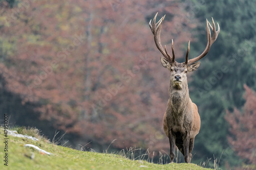 Face to face with majestic deer male in the wild  Cervus elaphus 