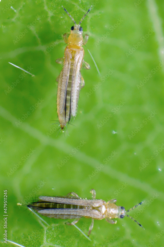 The onion, the potato, the tobacco or the cotton seedling thrips - Thrips tabaci (order Thysanoptera). It is important pest of many plants. Extreme magnification. The onion, the potato, the tobacco or the cotton seedling thrips - Thrips tabaci (order Thysanoptera). It is important pest of many plants. Extreme magnification.
