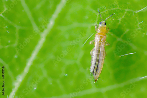The onion, the potato, the tobacco or the cotton seedling thrips - Thrips tabaci (order Thysanoptera). It is important pest of many plants. Extreme magnification. photo