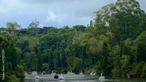 Pedalinhos no Lago Negro. White swan water pedal boats in the Black Lake - Lago Negro - surrounded by the forest in Gramado, Canela, Rio Grande do Sul, Brazil photo