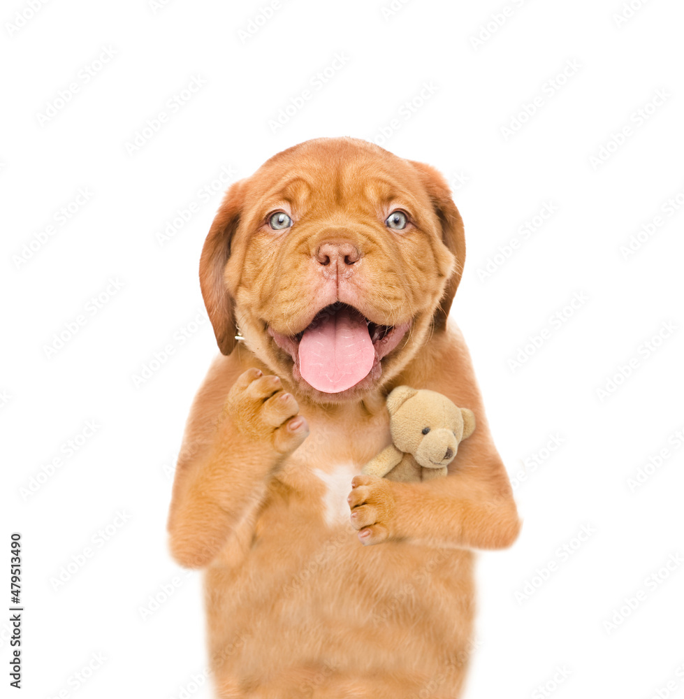 Yawning sleepy Mastiff puppy hugs favorite toy bear.  isolated on white background