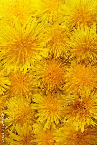  Spring dandelions flowers as background. Springtime  summertime   Easter concept. Nature yellow flowers background. Healthcare  organic cosmetic.