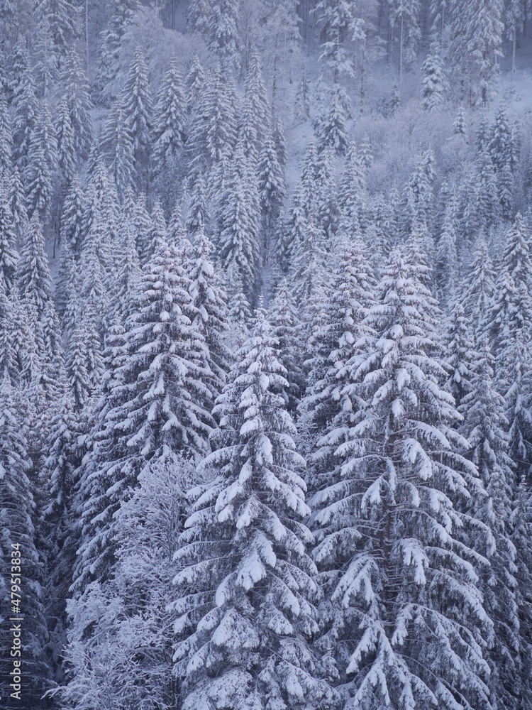 Schwarzwald im Winter Schwarzwald im Winter