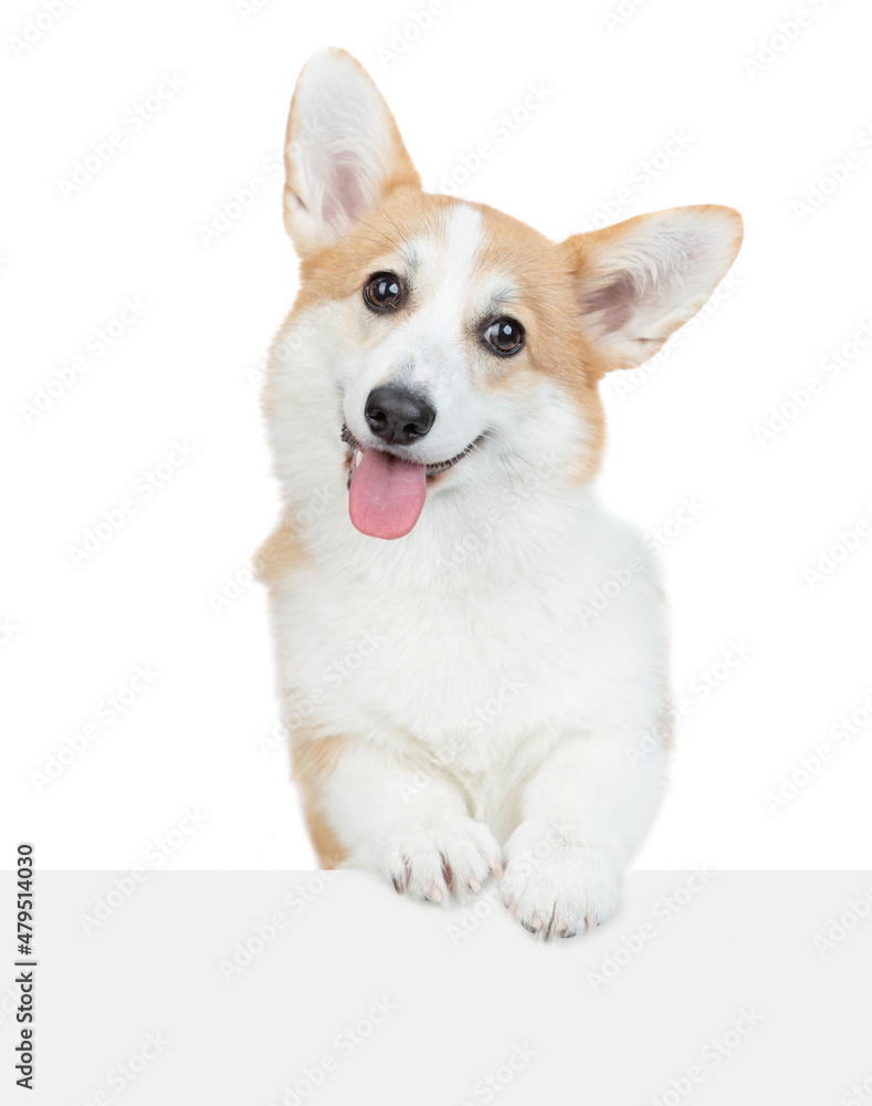 Happy Pembroke Welsh Corgi puppy looks above empty white banner. isolated on white background