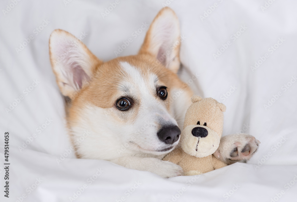 Pembroke welsh corgi puppy lying on a bed at home and hugs toy bear. Top down view Pembroke welsh corgi puppy lying on a bed at home and hugs toy bear. Top down view