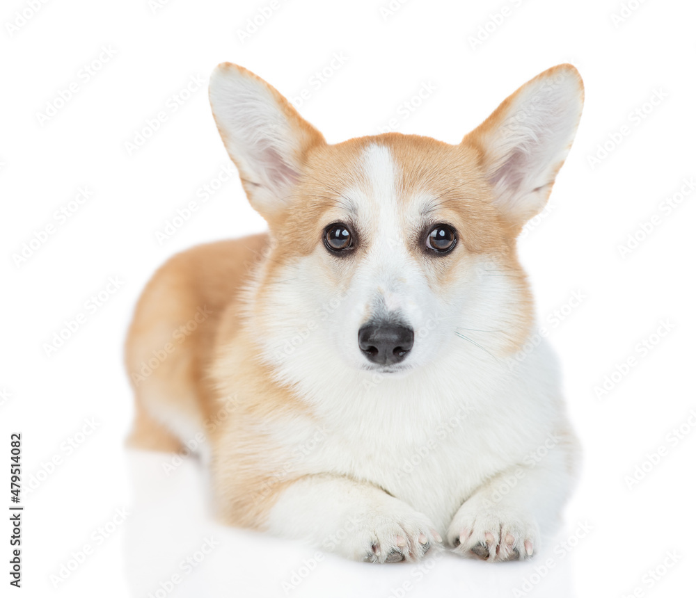 Pembroke Welsh Corgi puppy lying in front view and looks at camera. isolated on white background
