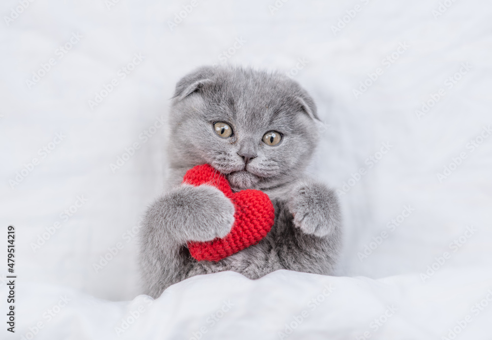 Cute fold kitten hugs red heart on a bed under warm white blanket. Valentines day concept. Top down view