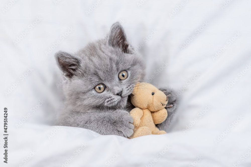 Playful tiny kitten hugs favorite toy bear under white warm blanket on a bed at home.Top down view