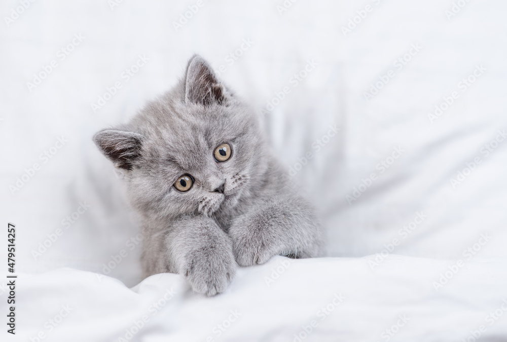 Playful  tiny kitten looks from under white warm blanket. Top down view