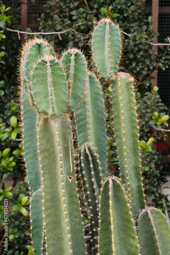  long green cactus plant