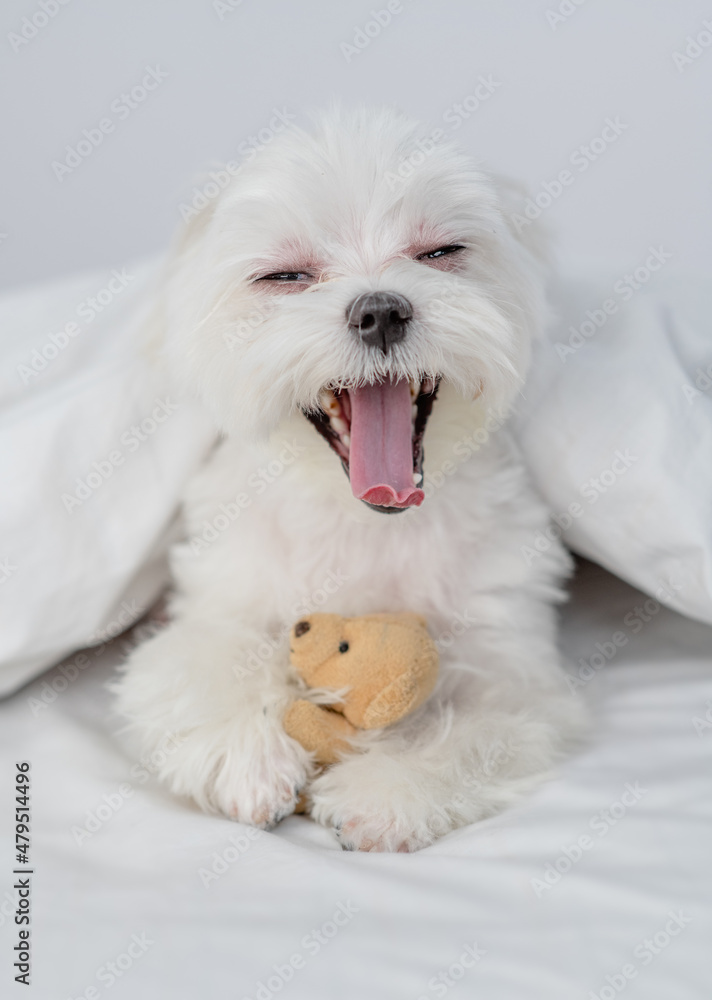 Yawning white Maltese puppy hugs toy bear under white warm blanket on a bed at home Yawning white Maltese puppy hugs toy bear under white warm blanket on a bed at home