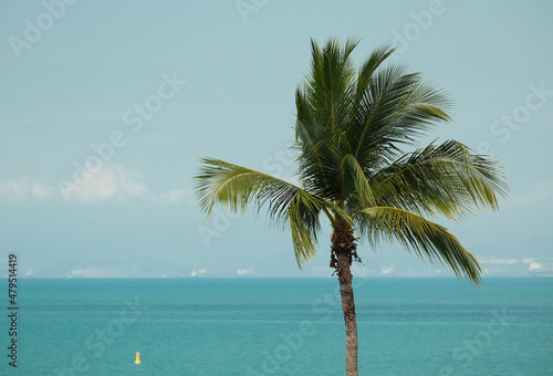 tropical coconat palm tree