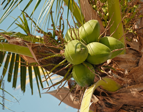 fresh green coconat photo