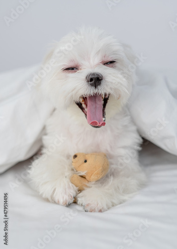 Yawning white Maltese puppy hugs toy bear under white warm blanket on a bed at home