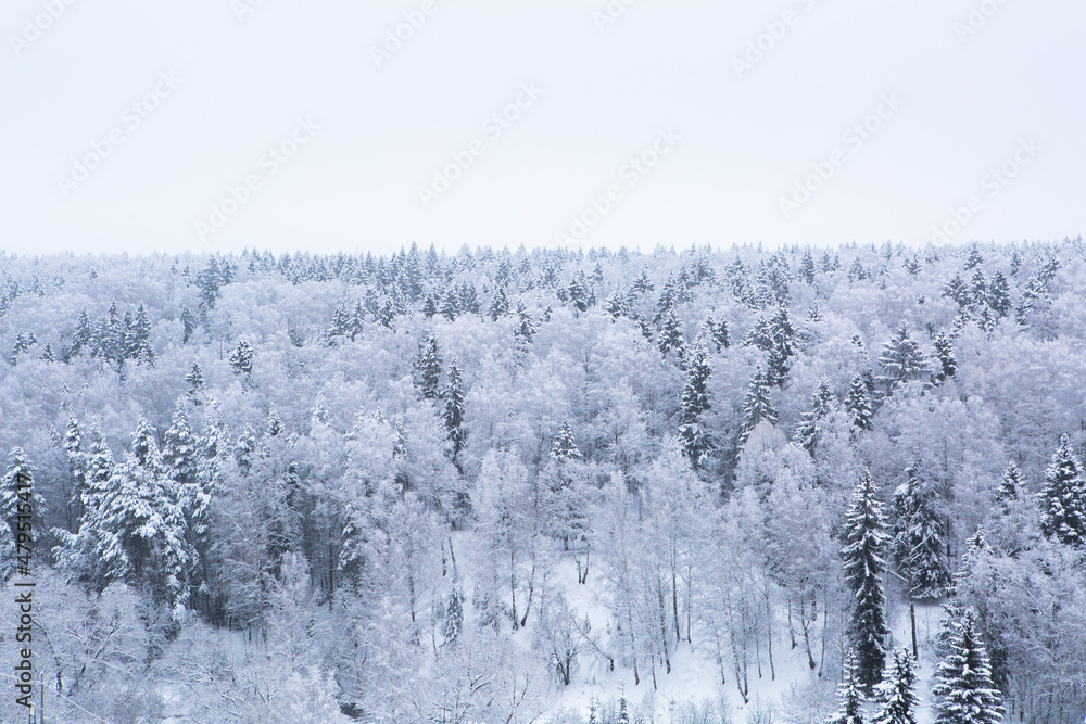 White trees in the forest are covered with snow in winter White trees in the forest are covered with snow in winter
