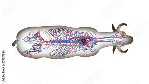 Schilderij op canvas 3d rendered illustration of the bovine anatomy - the vascular system