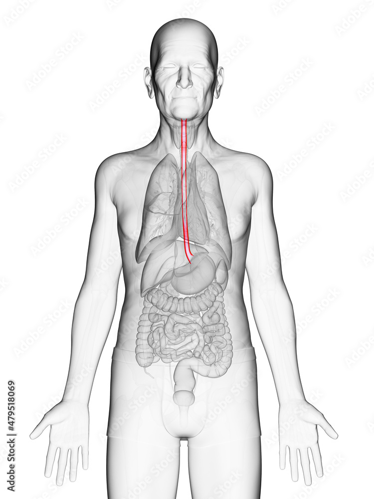Fototapeta premium 3d rendered medically accurate illustration of an old mans esophagus