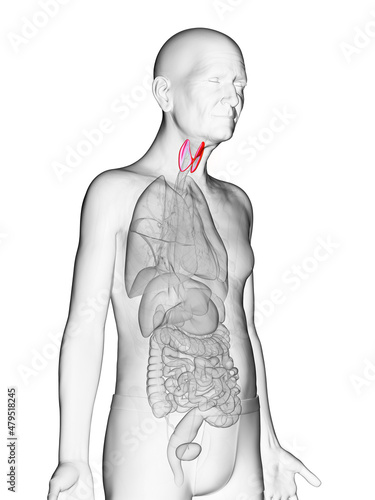 3d rendered medically accurate illustration of an old mans thyroid