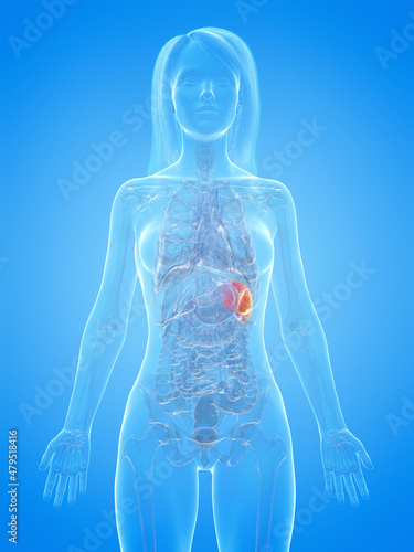 3d rendered illustration of the female spleen