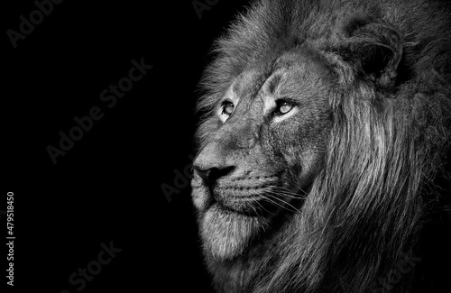 Lion   king isolated   Portrait Wildlife animal 