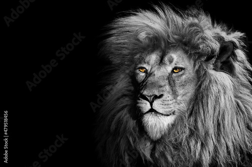 Lion , king isolated , Portrait Wildlife animal 
