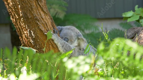 Slow motion native animal koala sleeping in tree Taronga Zoo Sydney NSW Australia 4K photo