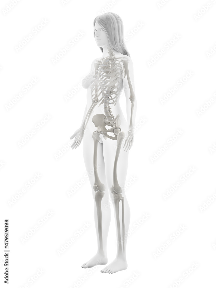 3d rendered illustration of the female skeleton 3d rendered illustration of the female skeleton