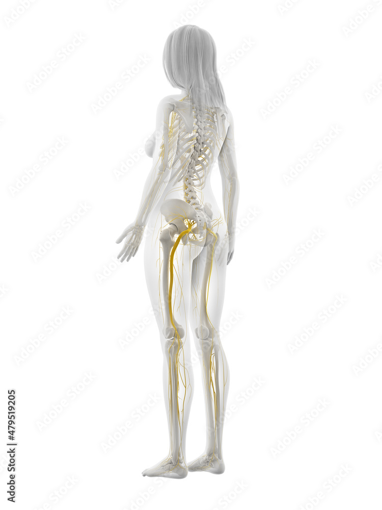 3d rendered illustration of the female nervous system 3d rendered illustration of the female nervous system