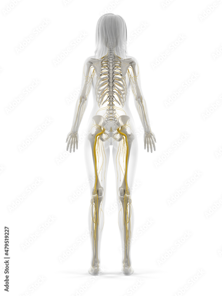 3d rendered illustration of the female nervous system 3d rendered illustration of the female nervous system