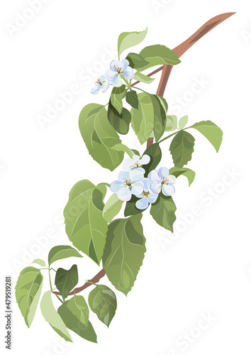 Spring blossom (bloom). Branch with white apple tree flowers. Tender twig with light bluish florets, buds, green leaves on white background. Realistic bouquet in watercolor style, vintage, vector