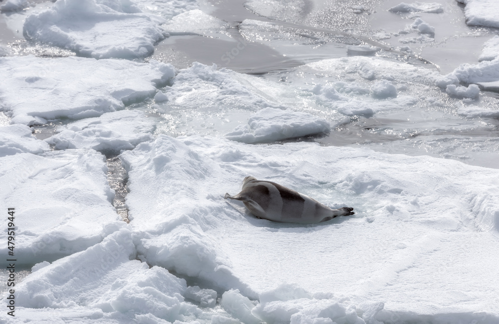 Obraz premium striped seal