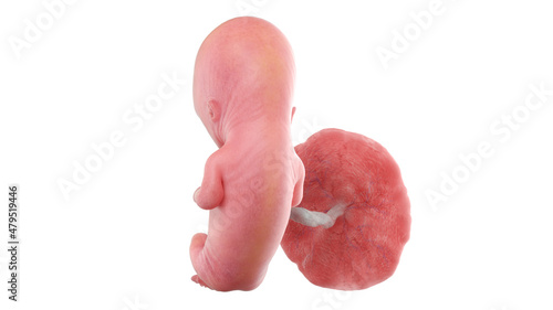 3d rendered medically accurate illustration of a human fetus - week 12 photo