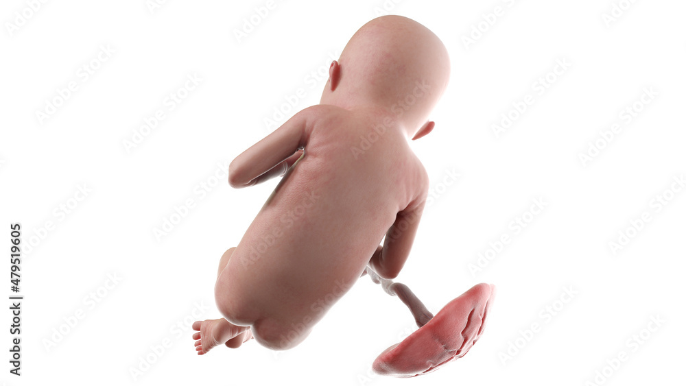 Naklejka premium 3d rendered medically accurate illustration of a human fetus - week 22