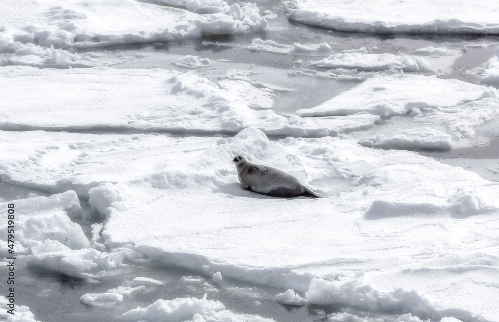 Striped seal sunbathing on an ice floe