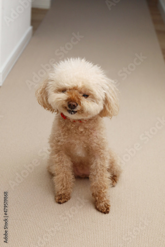 鼻を舐めるトイプードル