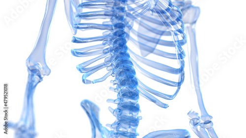 3d rendered illustration of a skeletal back