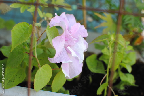 Pale lilac petunia flower among green leaves