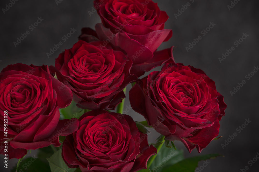 Obraz premium 真紅の薔薇