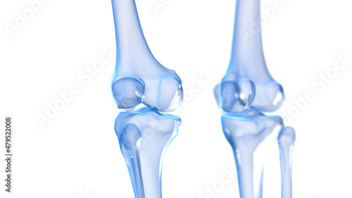 3d rendered illustration of a skeletal knee