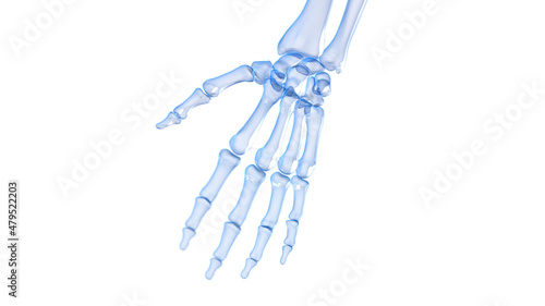 3d rendered illustration of a skeletal hand