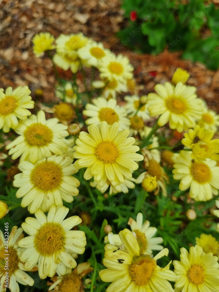 Fototapeta premium Flowers in the garden, Australia