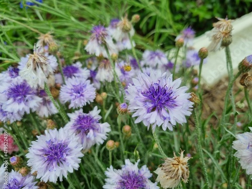 Flowers in the garden  Australia