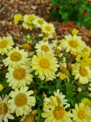 Flowers in the garden  Australia