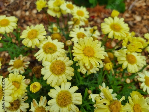 Flowers in the garden  Australia