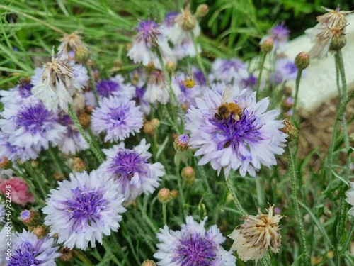 Flowers in the garden  Australia