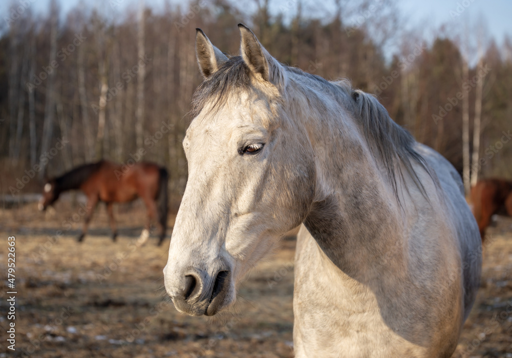 Horse, head portrait. Gray horse close up. Winter on the meadow in the sunshine Horse, head portrait. Gray horse close up. Winter on the meadow in the sunshine